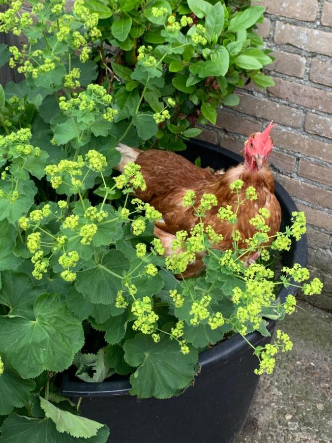 Bed and Breakfast Het Lage Noorden Marrum Esterno foto